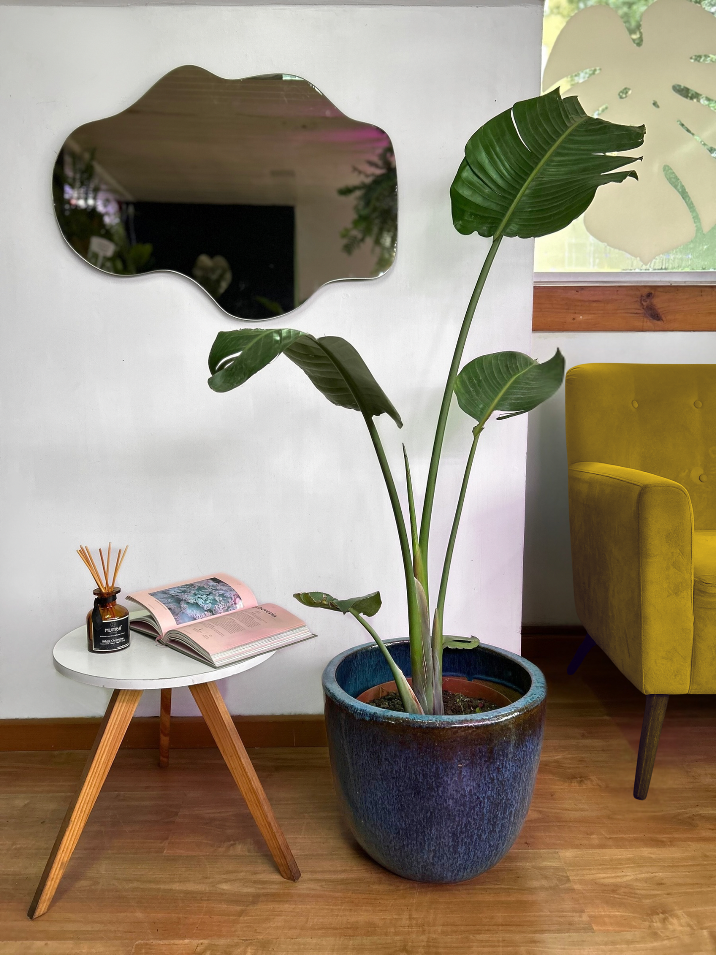 Strelitzia Nicolai - Ave Del Paraíso L