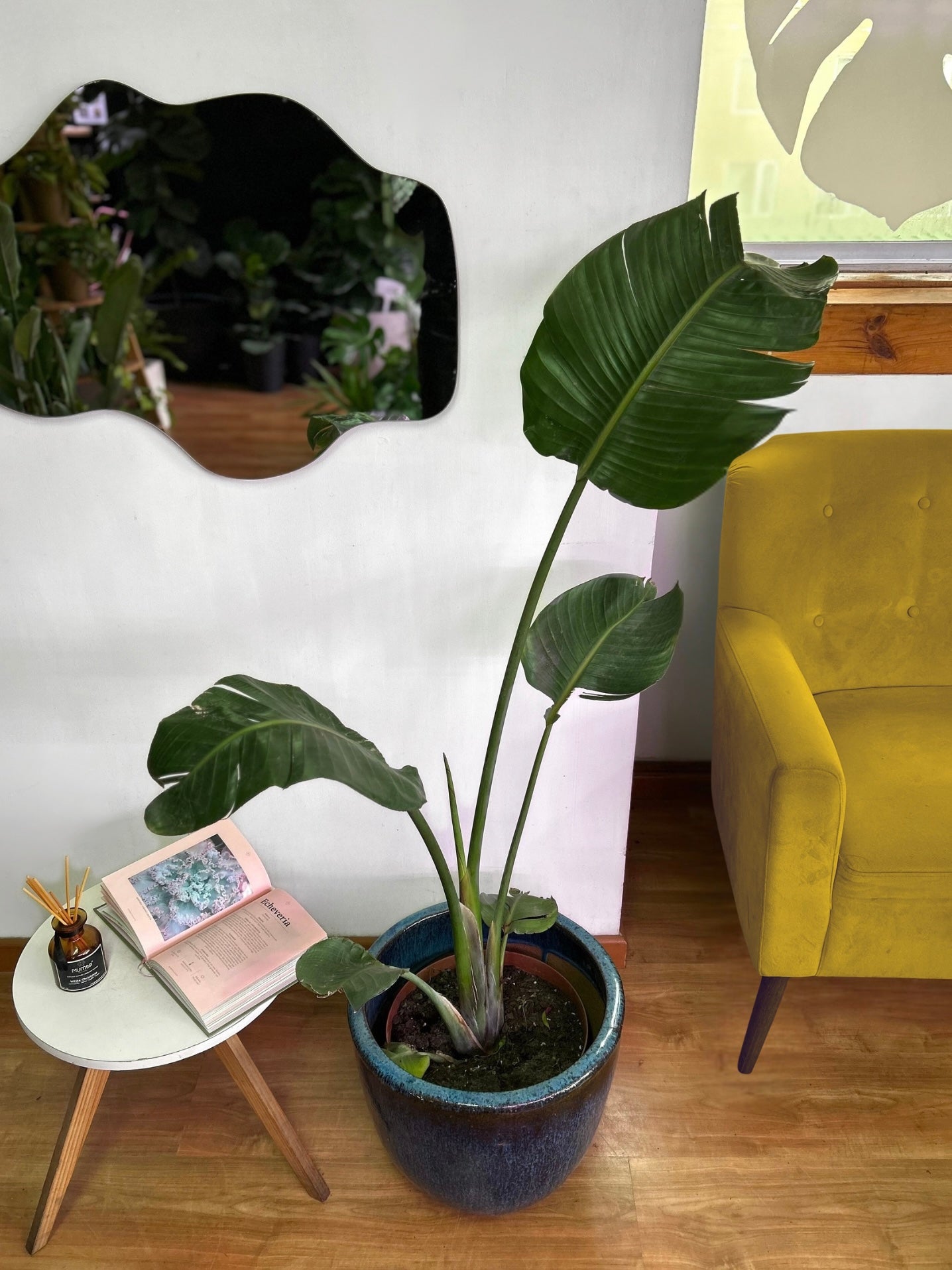 Strelitzia Nicolai - Ave Del Paraíso L