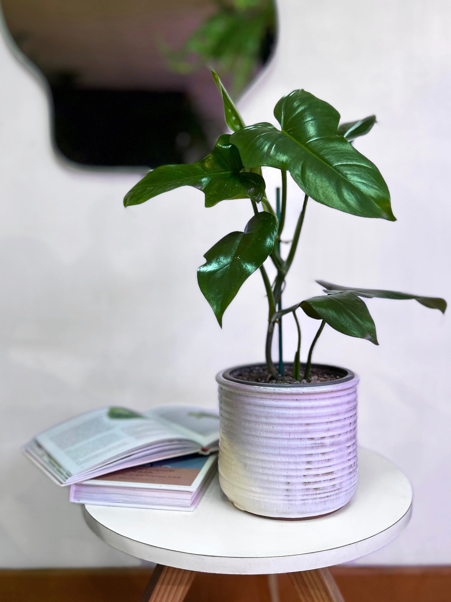 Filodendro Panduriforme