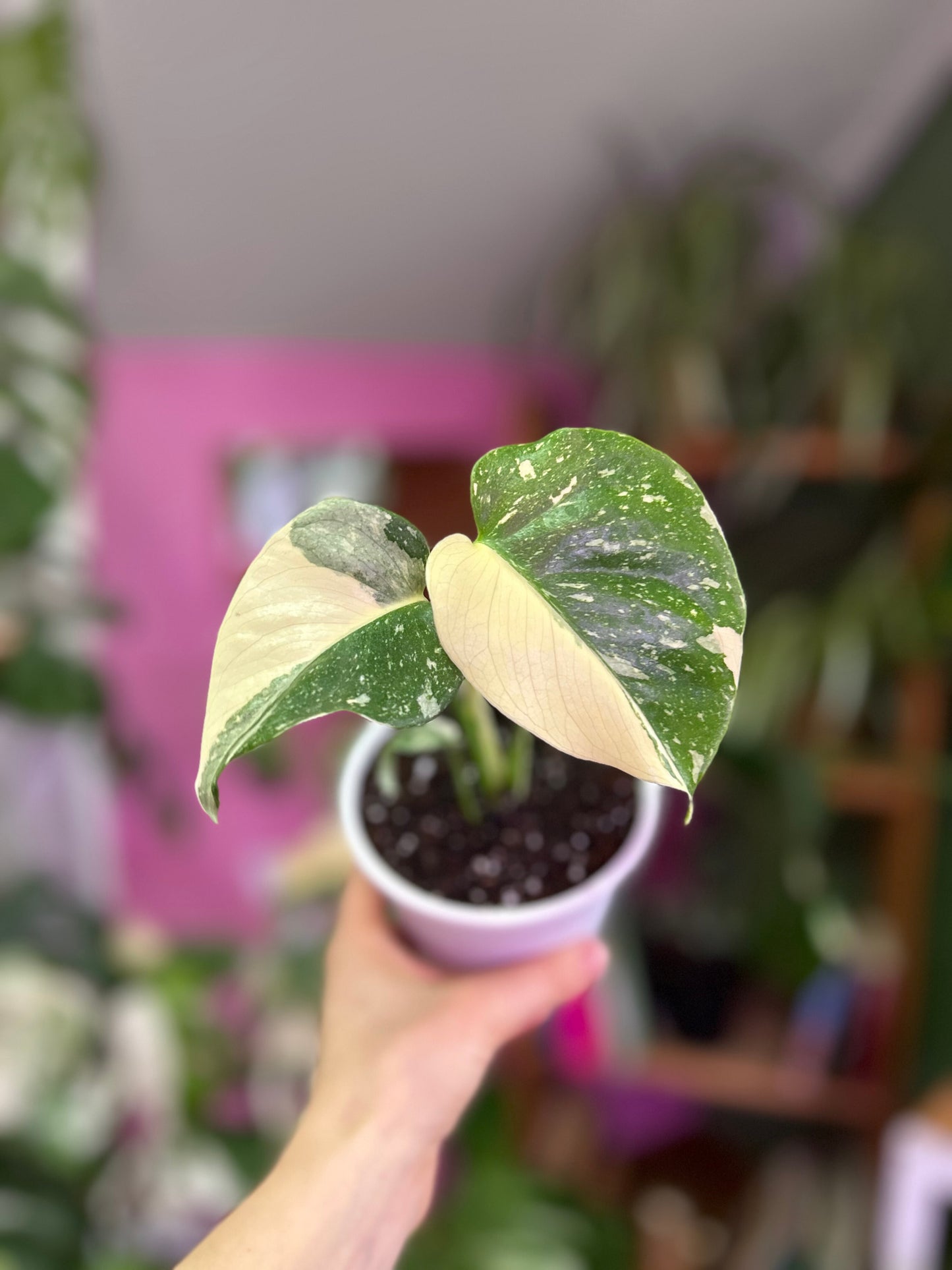 Monstera Thai Constellation XS