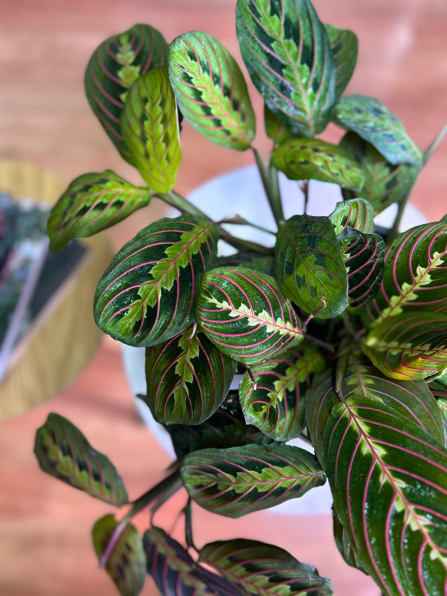 Maranta Leuconeura Tricolor colgante M