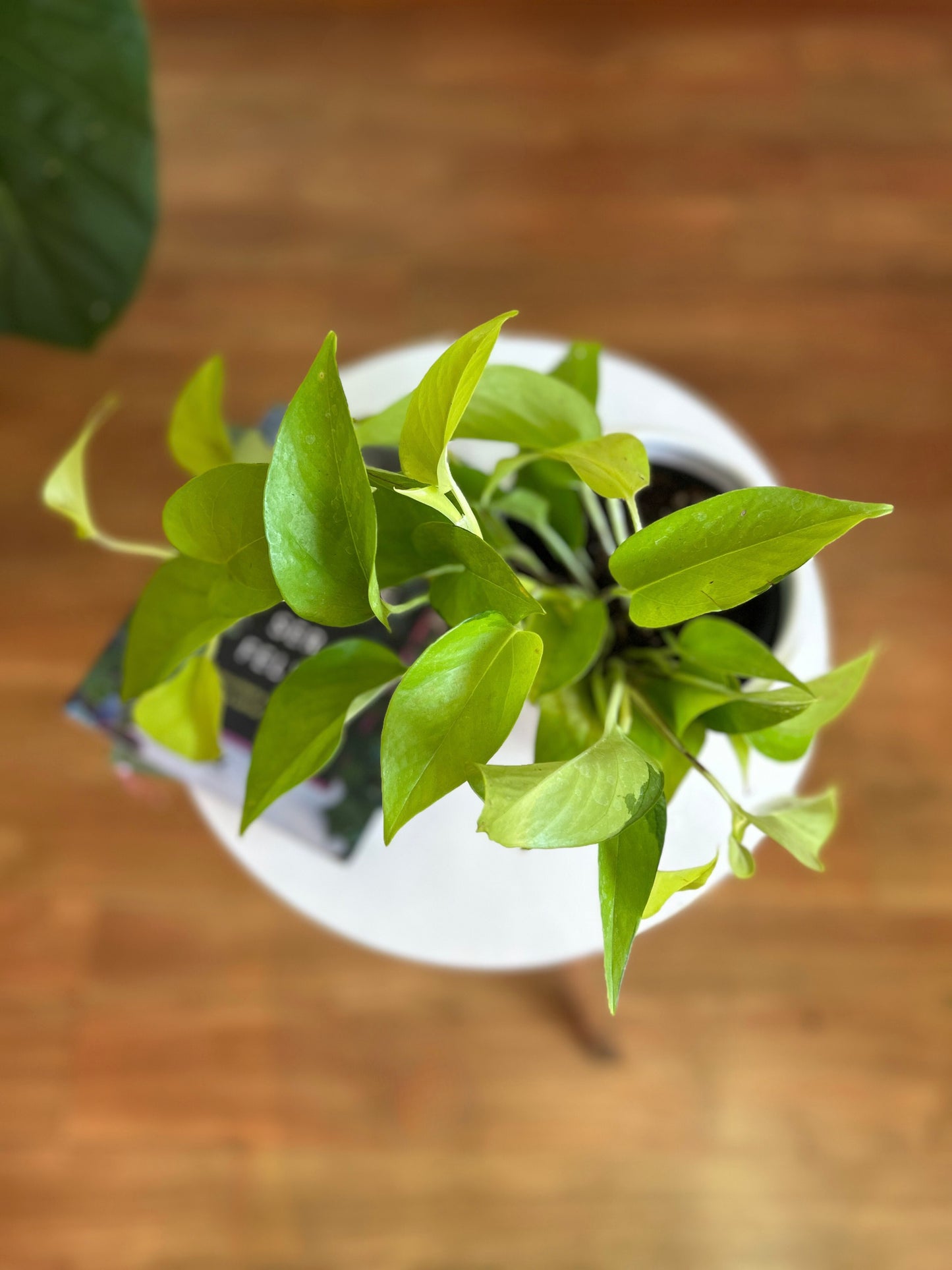 Scindapsus Neon M- Potus