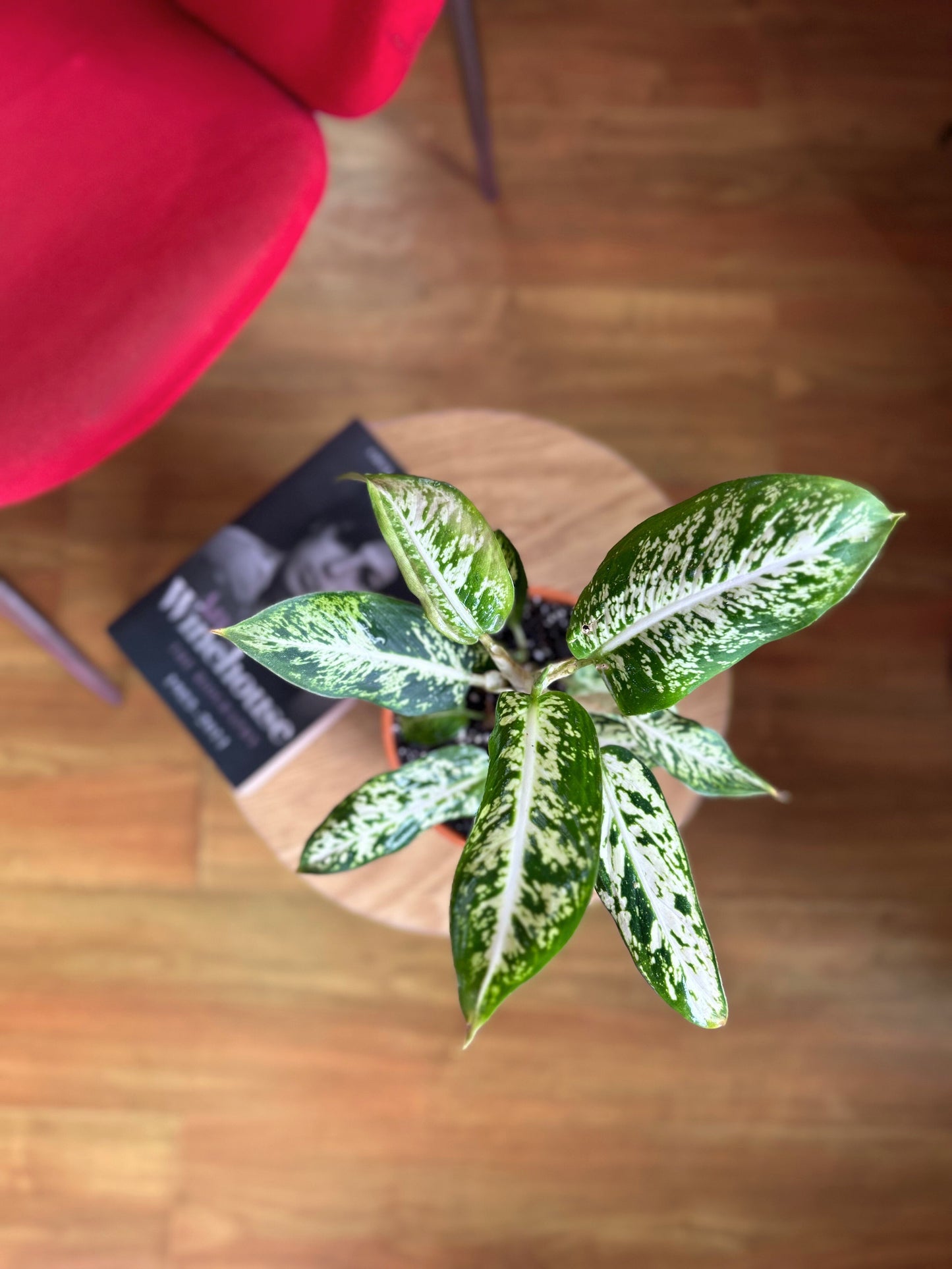 Dieffenbachia compacta
