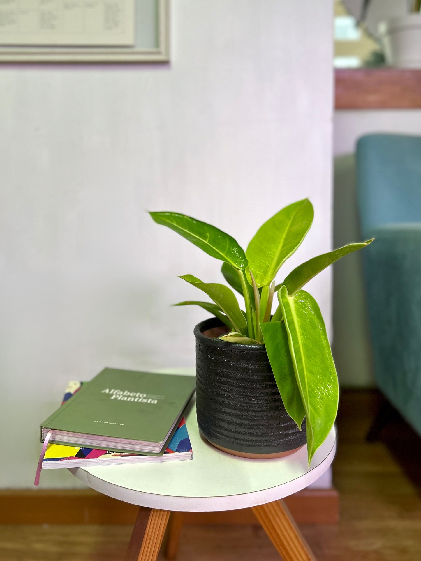 Filodendro Imperial Golden