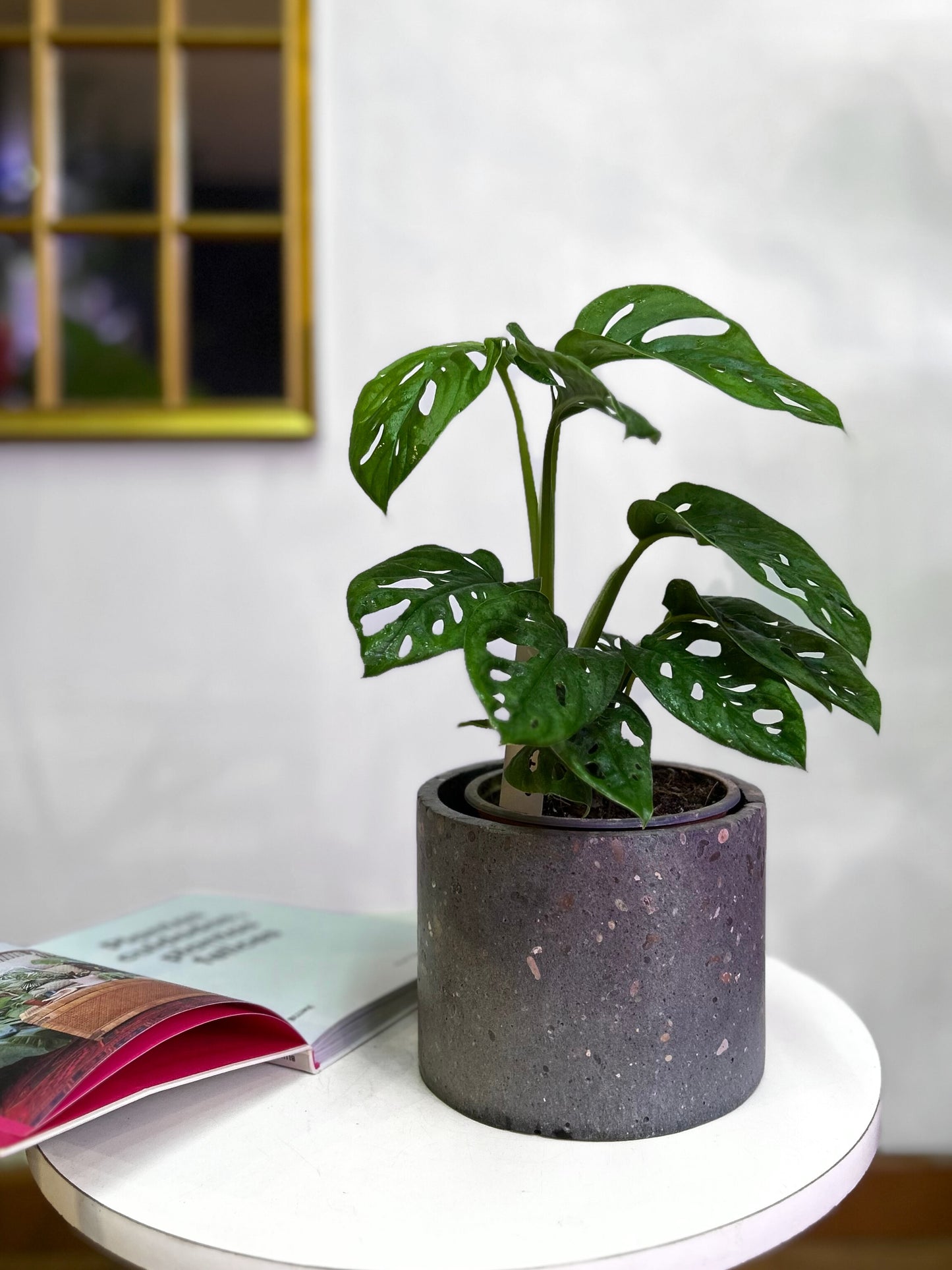 Monstera Adansonii hoja enana