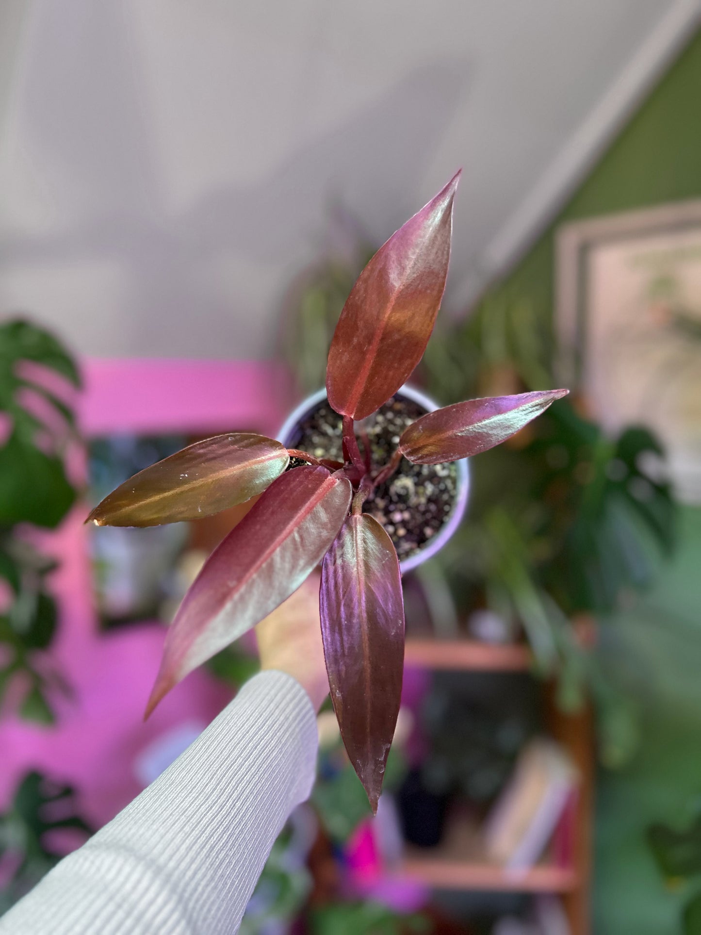 Filodendro Sun Red