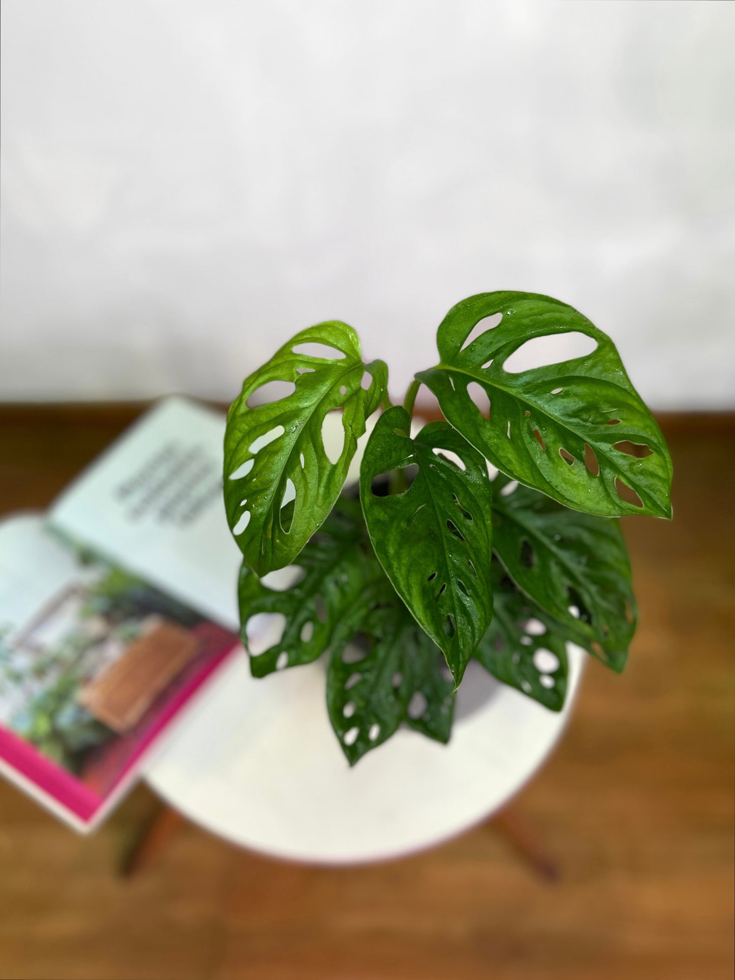 Monstera Adansonii hoja enana