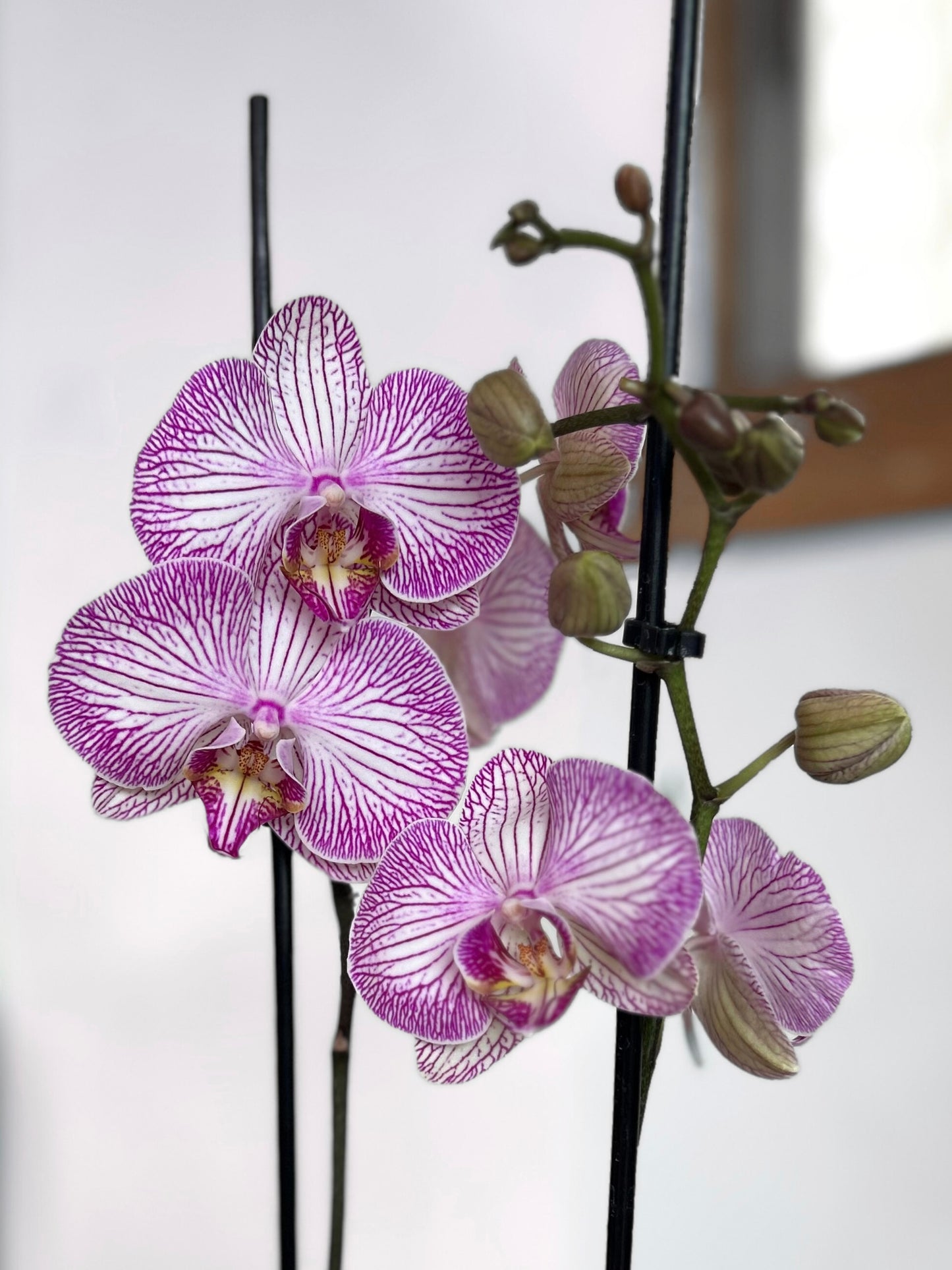 Orquídea Grande Pink Dream