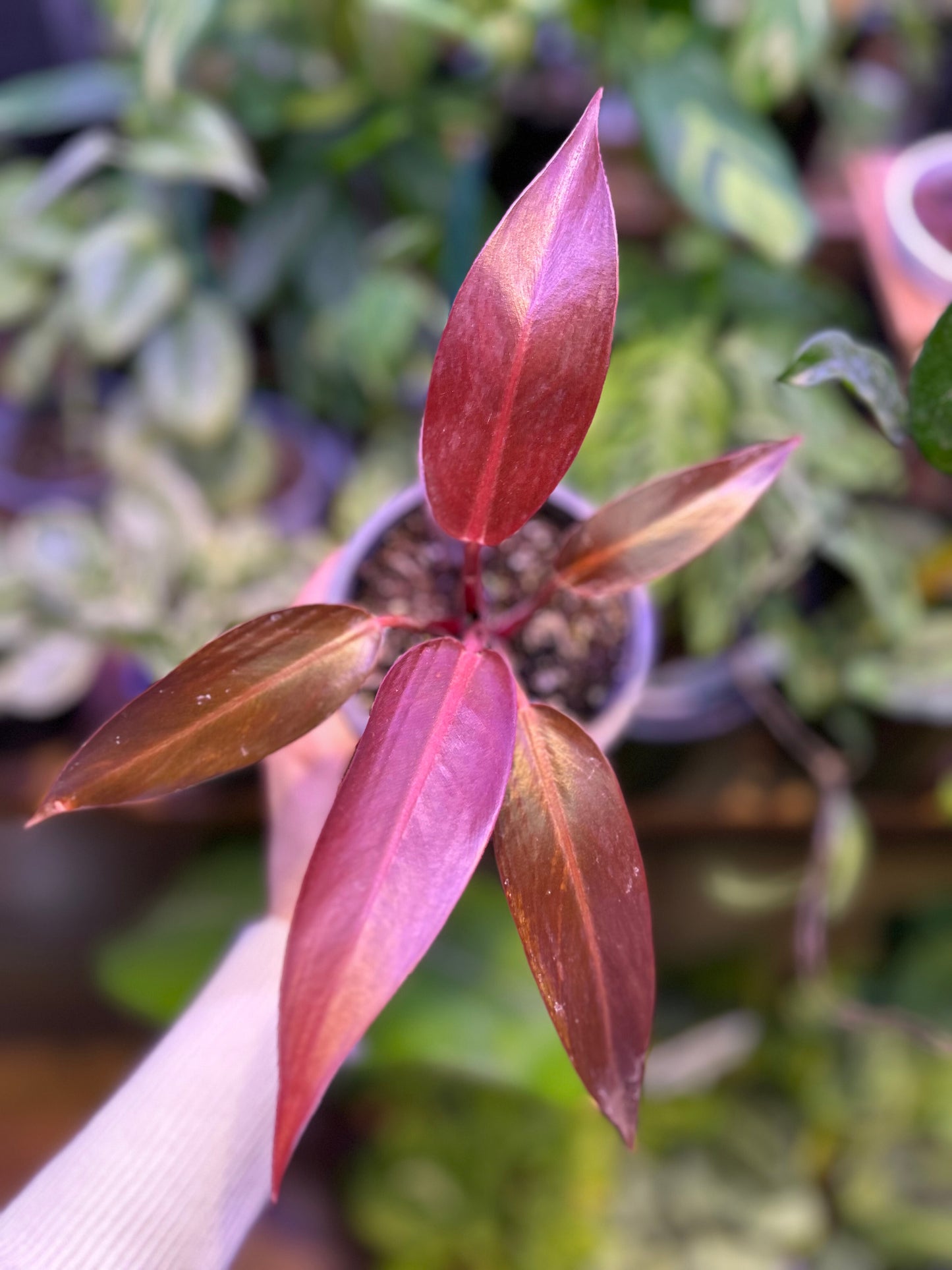 Filodendro Sun Red