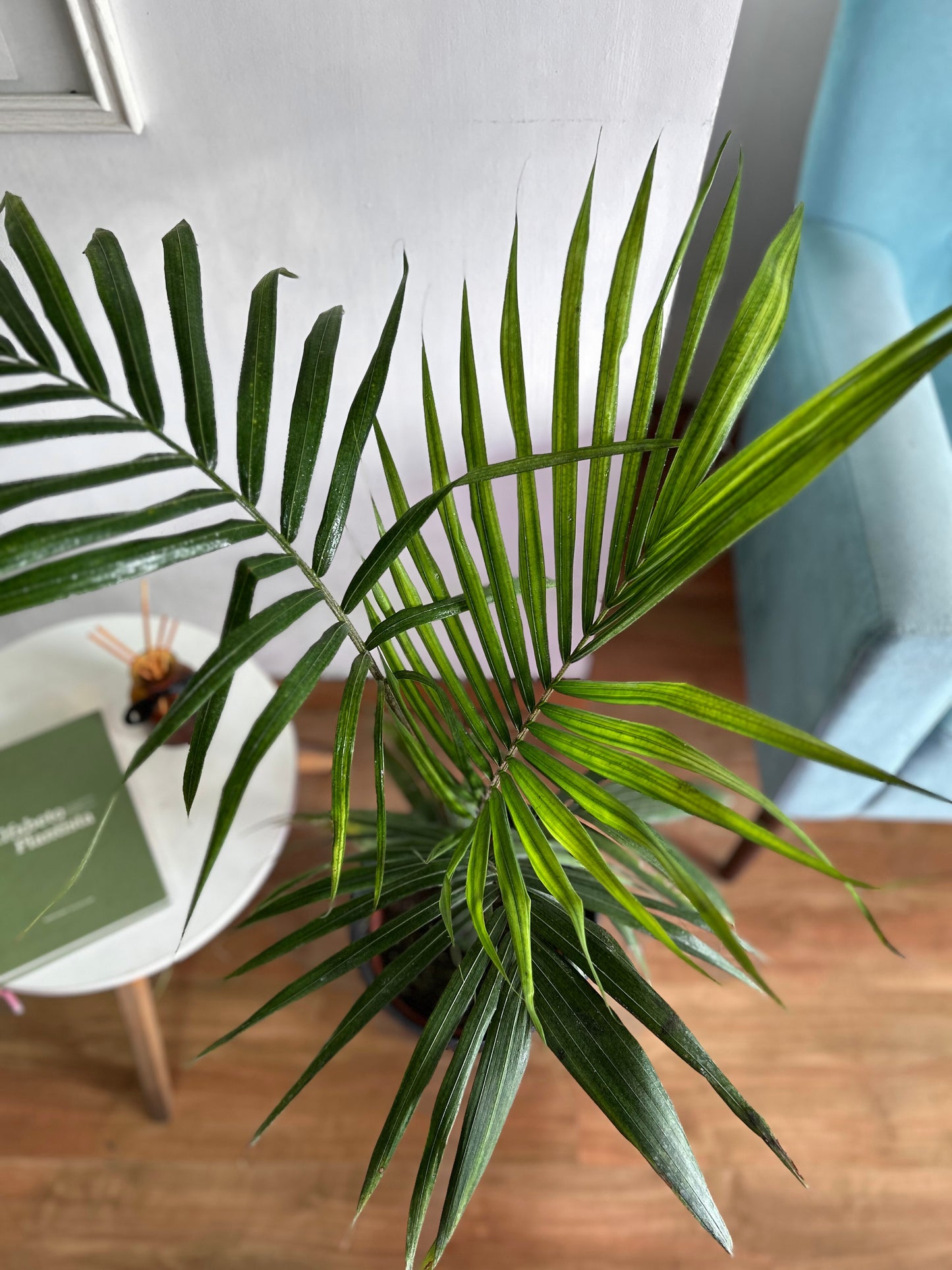 Palmera Kentia - Palmera Del Paraiso