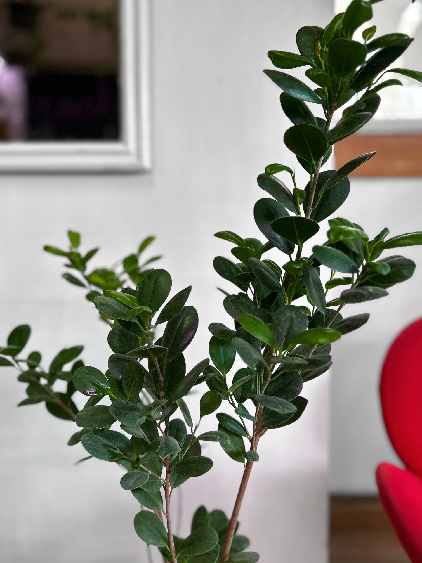 Ficus Moclame L