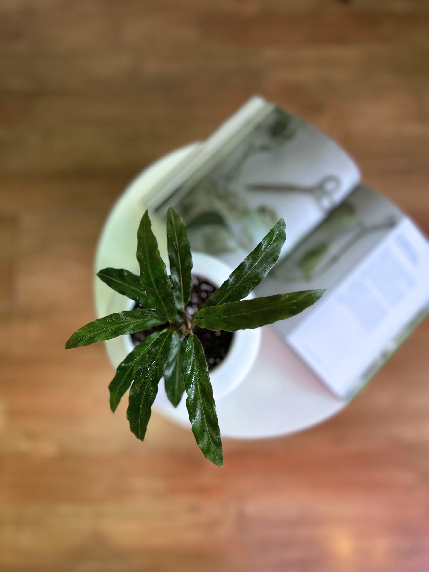 Calathea Rubifarda