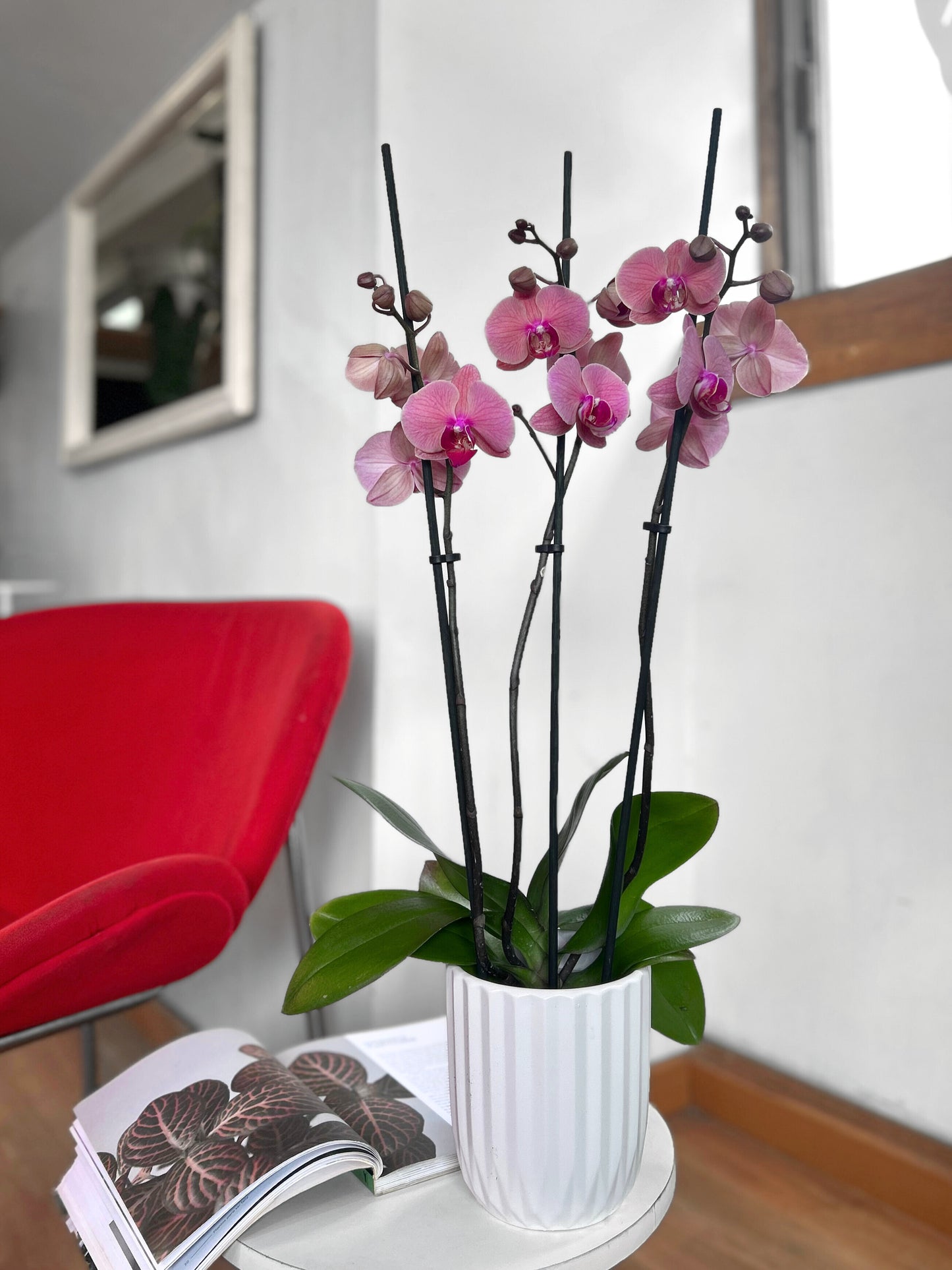 Orquídea Grande Rosa Chicle