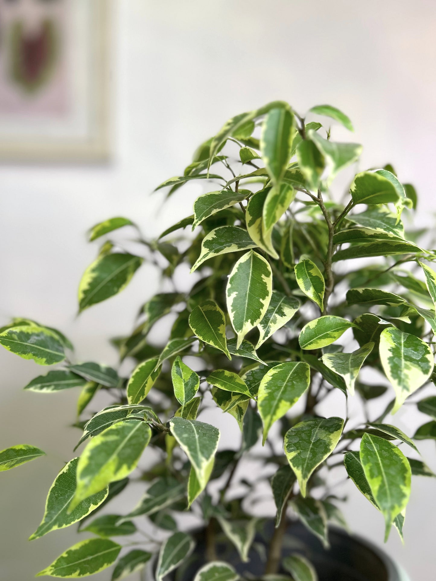 Ficus Mini Twilly