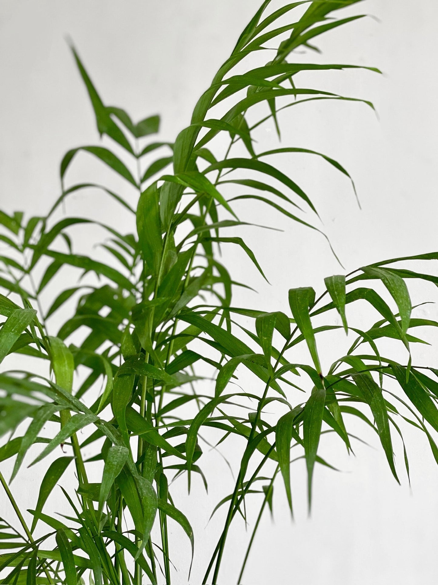 Palmera Chamaedorea M