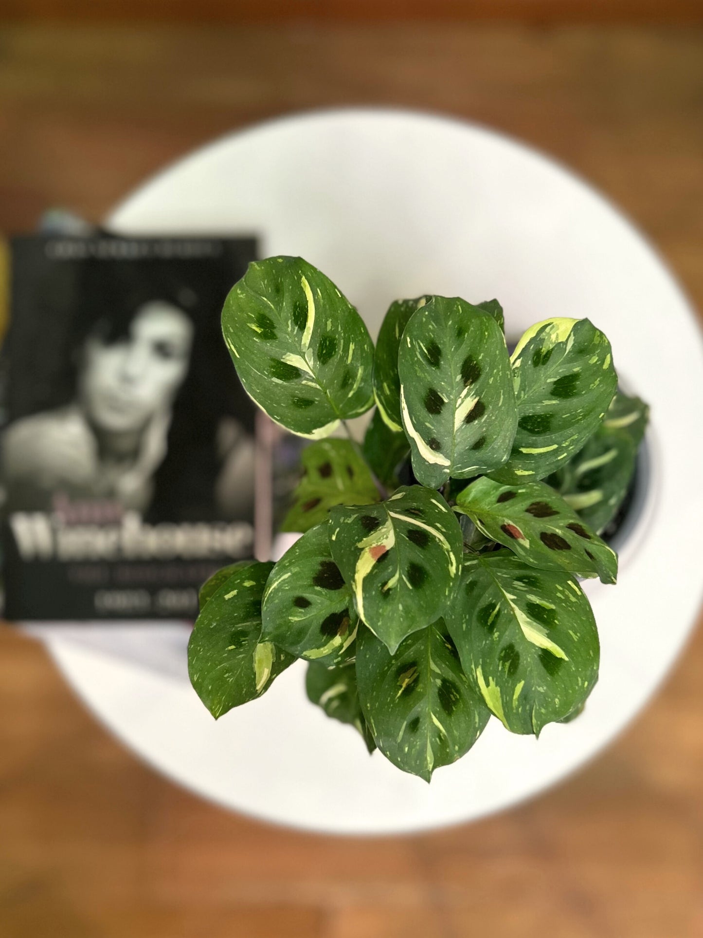 Maranta Kerchoveana Variegada