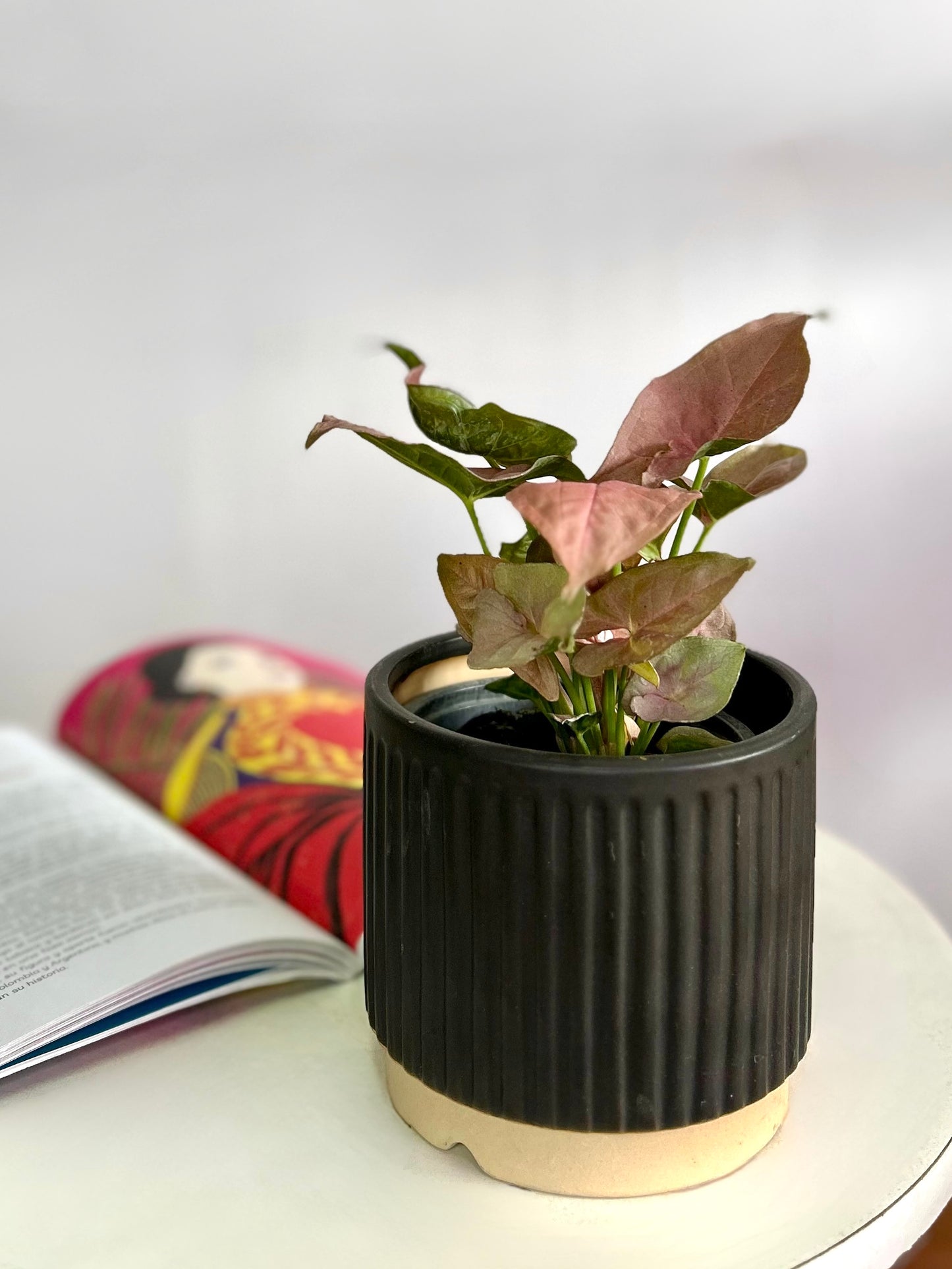 Singonio Neón Robusta