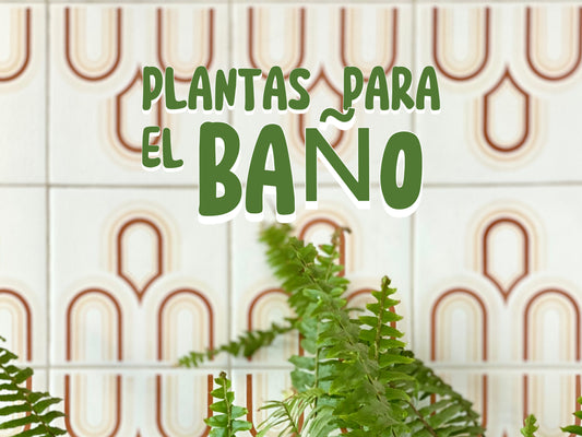 Cinco plantas que puedes poner en el baño.