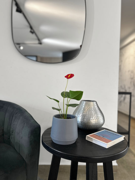 Anthurium Andreanum Rojo en macetero gris