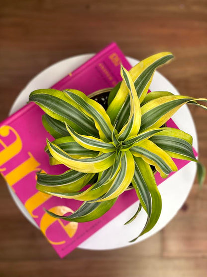 Dracaena Lemon Helicoidal