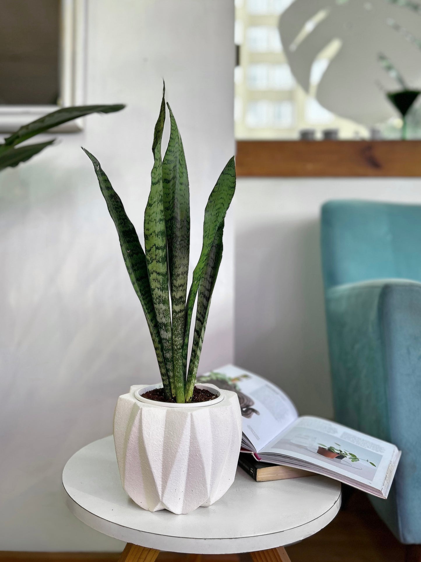 Sansevieria Trifasciata Zeylánica S