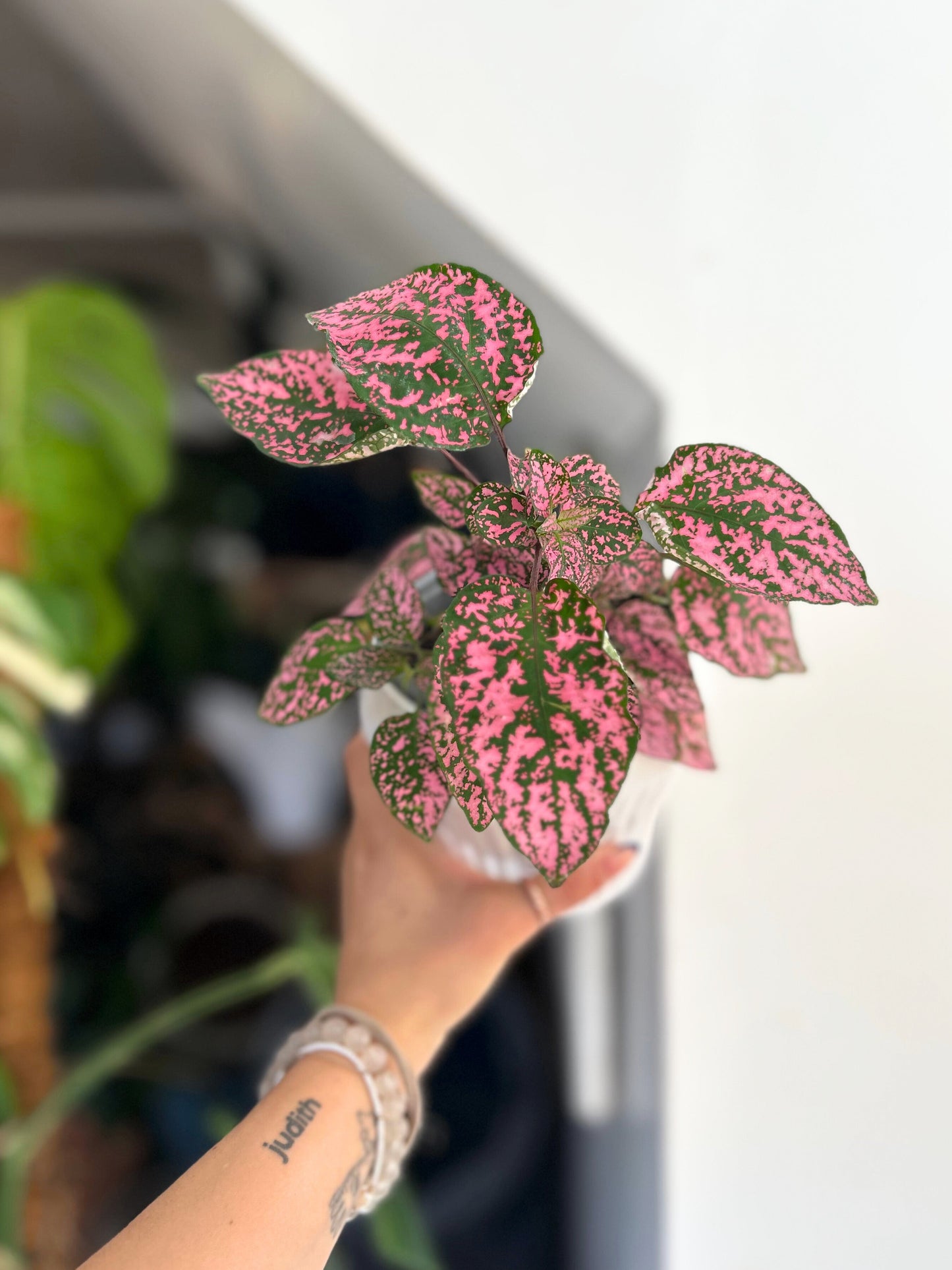 Hypoestes Phyllostachya Rosa