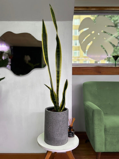 Sansevieria Trifasciata Laurentii L