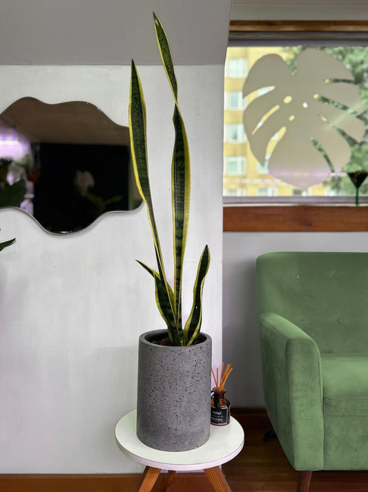 Sansevieria Trifasciata Laurentii L