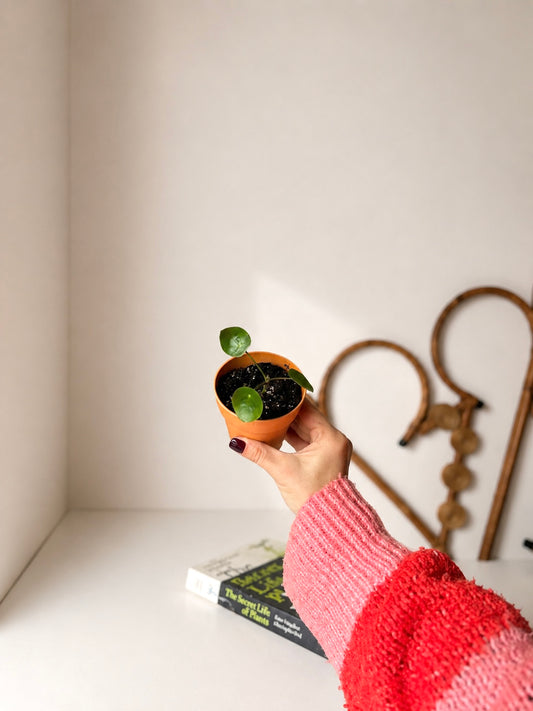 Plantín Pilea Peperomioides