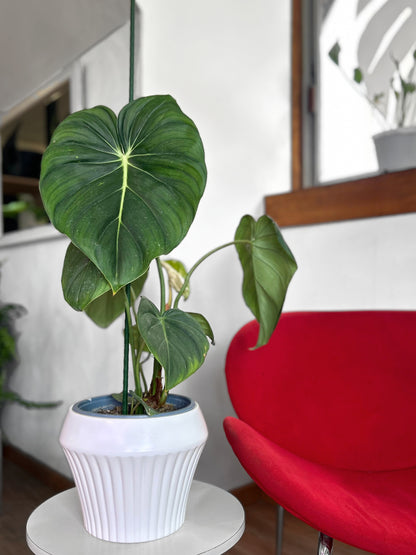 Filodendro Mc Dowell L