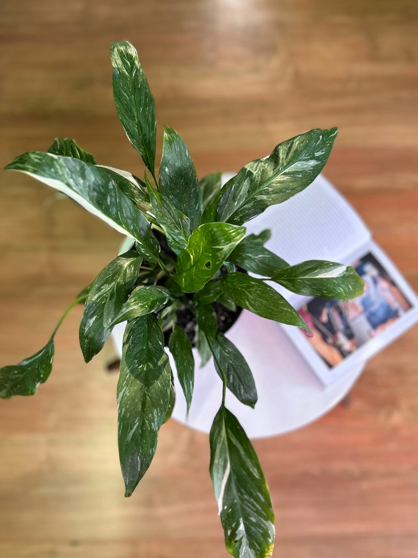 Spatiphyllum  Variegado M