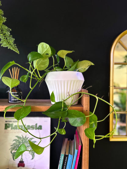 Epipremnum Aurea o Potus Golden L