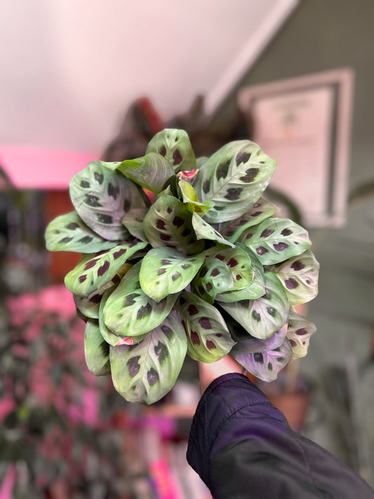 Maranta Kerchoveana M o Planta de la Oración