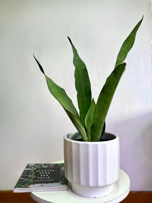 Sansevieria Trifasciata Moonshine M/L