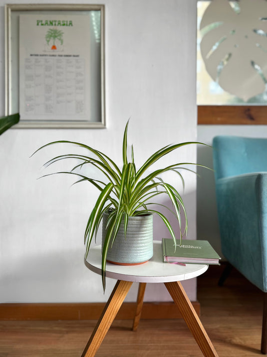 Chlorophytum Comosum o Planta Cinta