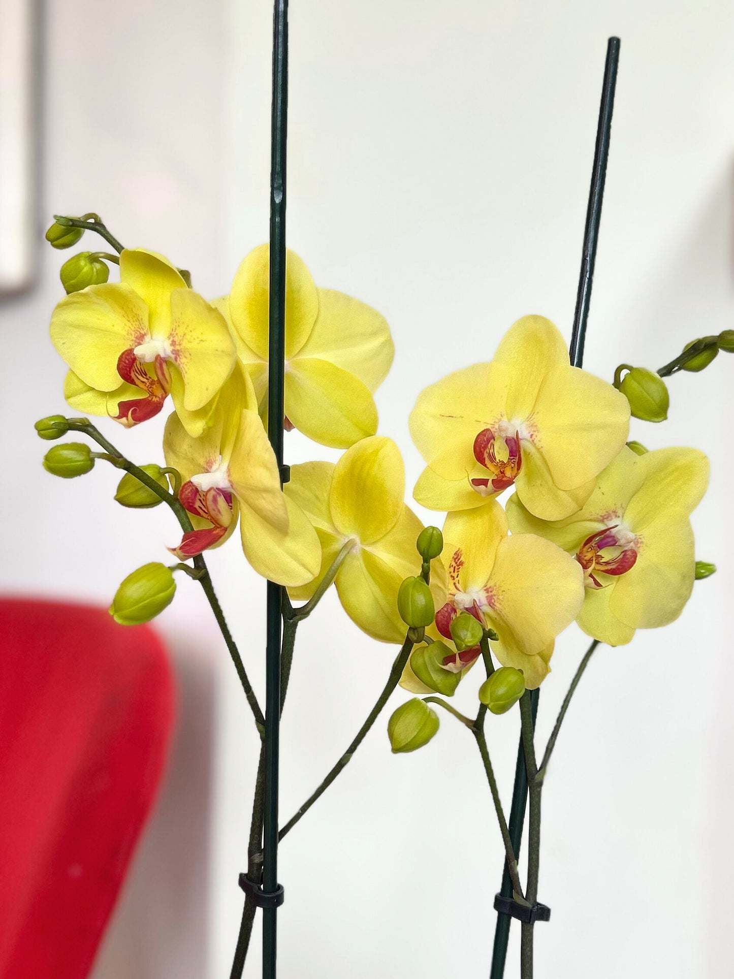 Orquídea Grande Sol de Ruby