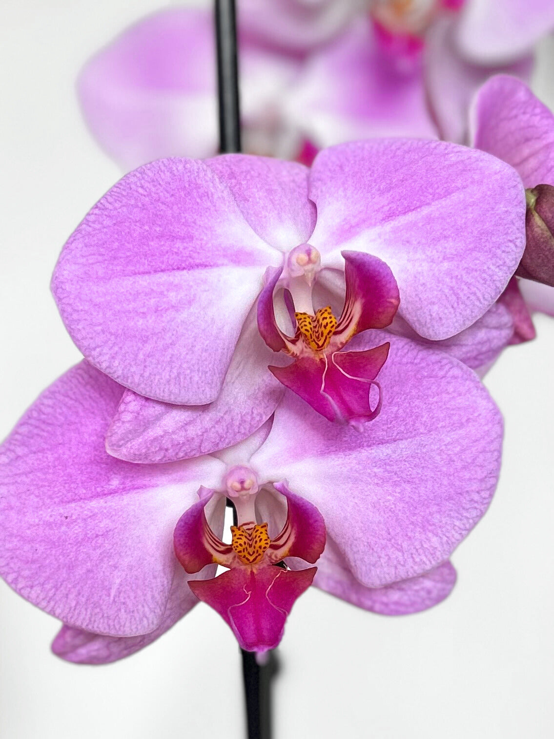 Orquídea Grande Lila Pastel