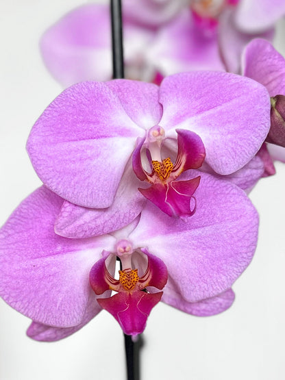 Orquídea Grande Lila Pastel