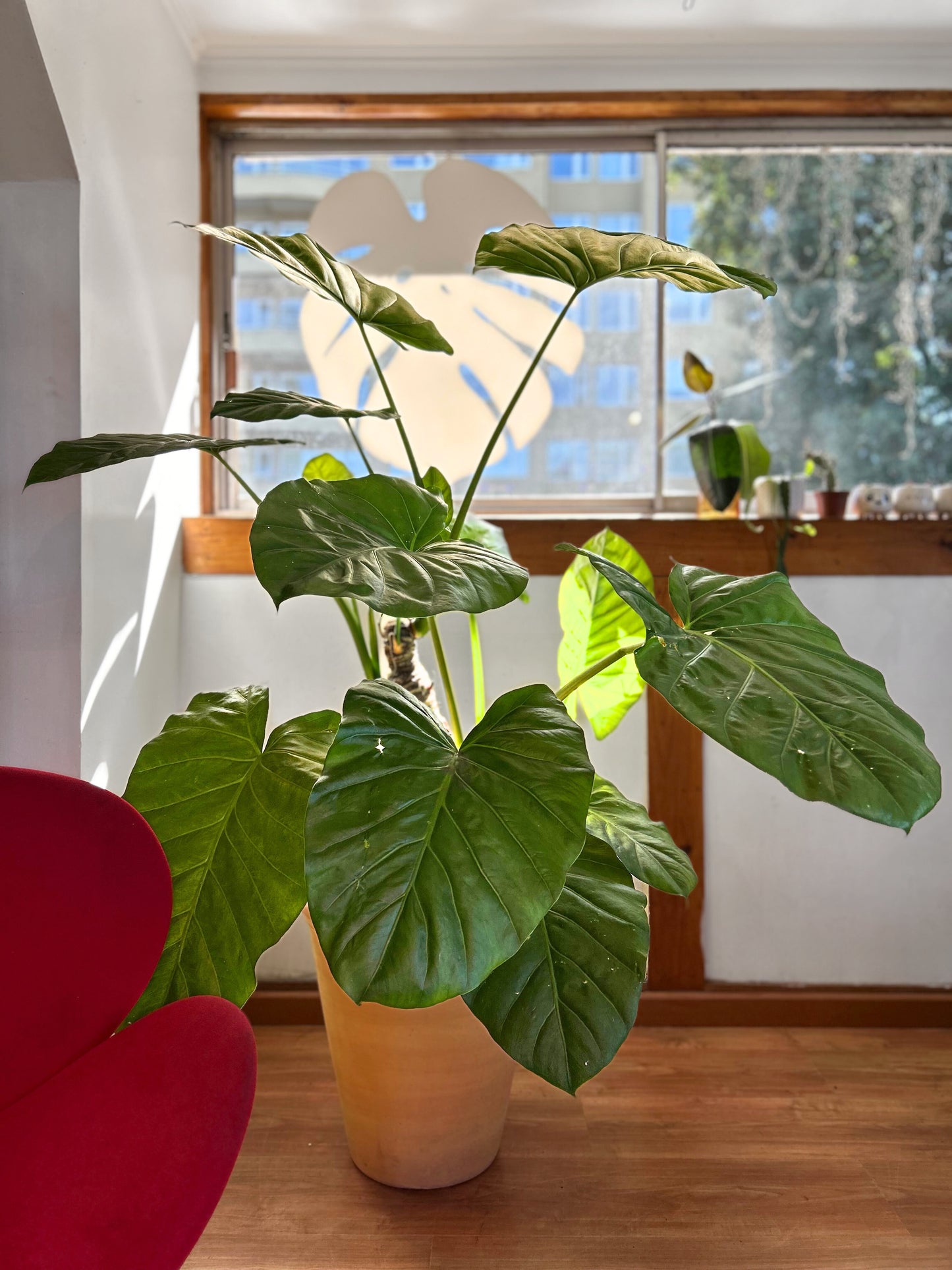 Alocasia Macrorrhiza - Manto De Eva XL 1,5 mts