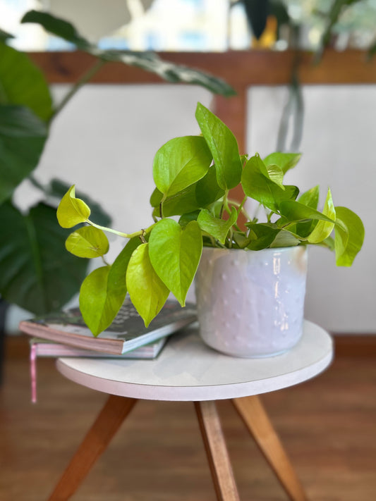 Scindapsus Neon M- Potus