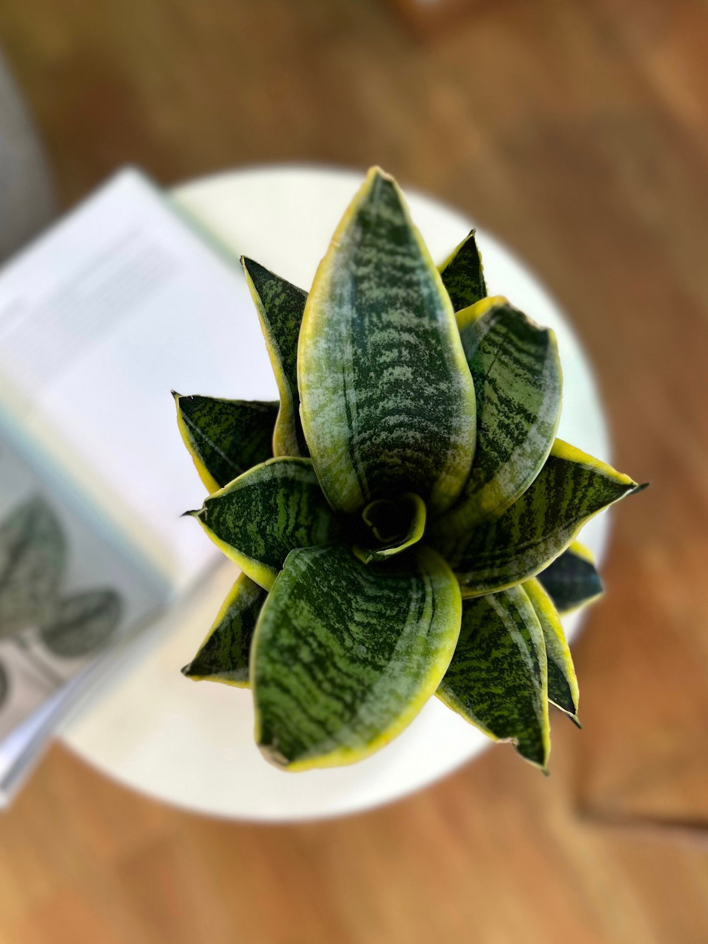 Sansevieria Compacta  Laurentii