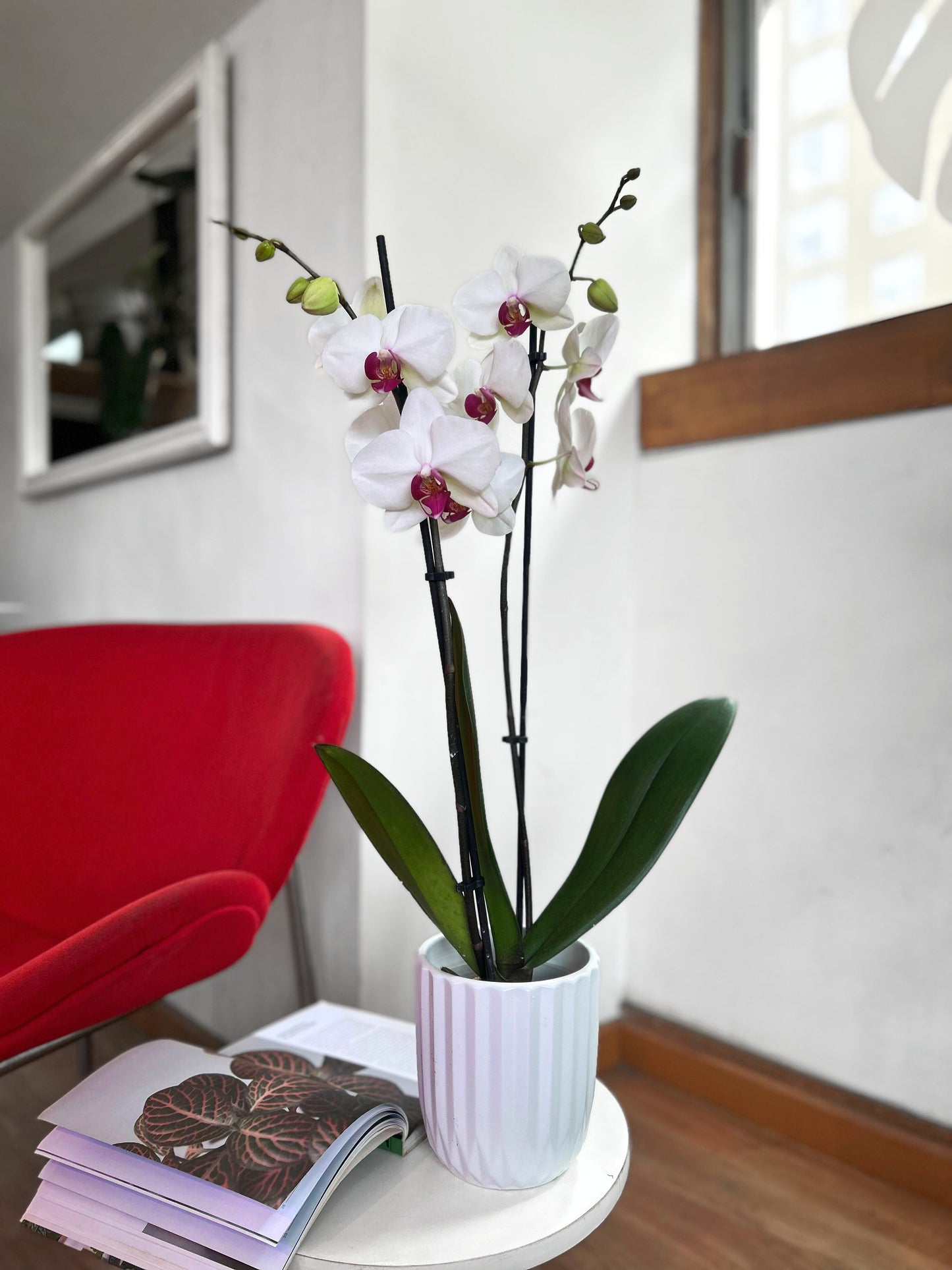 Orquídea Grande Blanca Esperanza