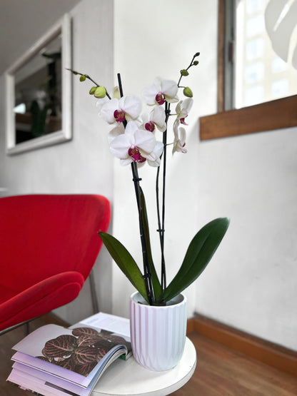 Orquídea Grande Blanca Esperanza