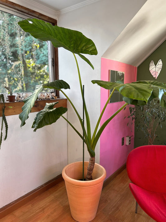 Alocasia Macrorrhiza - Manto De Eva XL 1,8 MTS