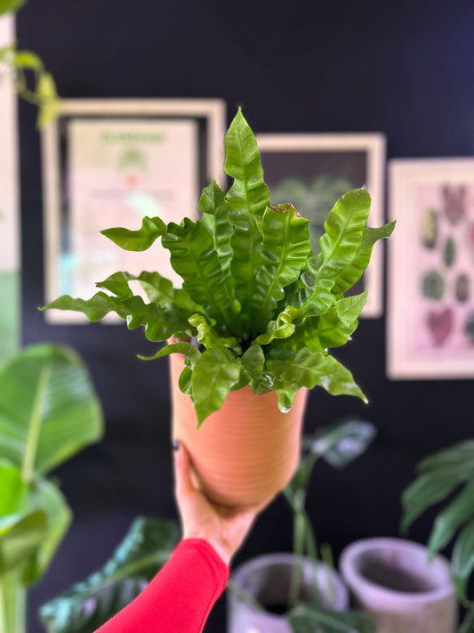 Helecho Asplenium Nidus Crispy Wave