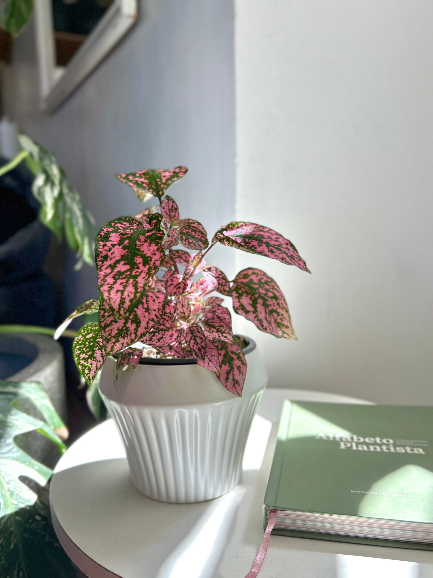 Hypoestes Phyllostachya Rosa