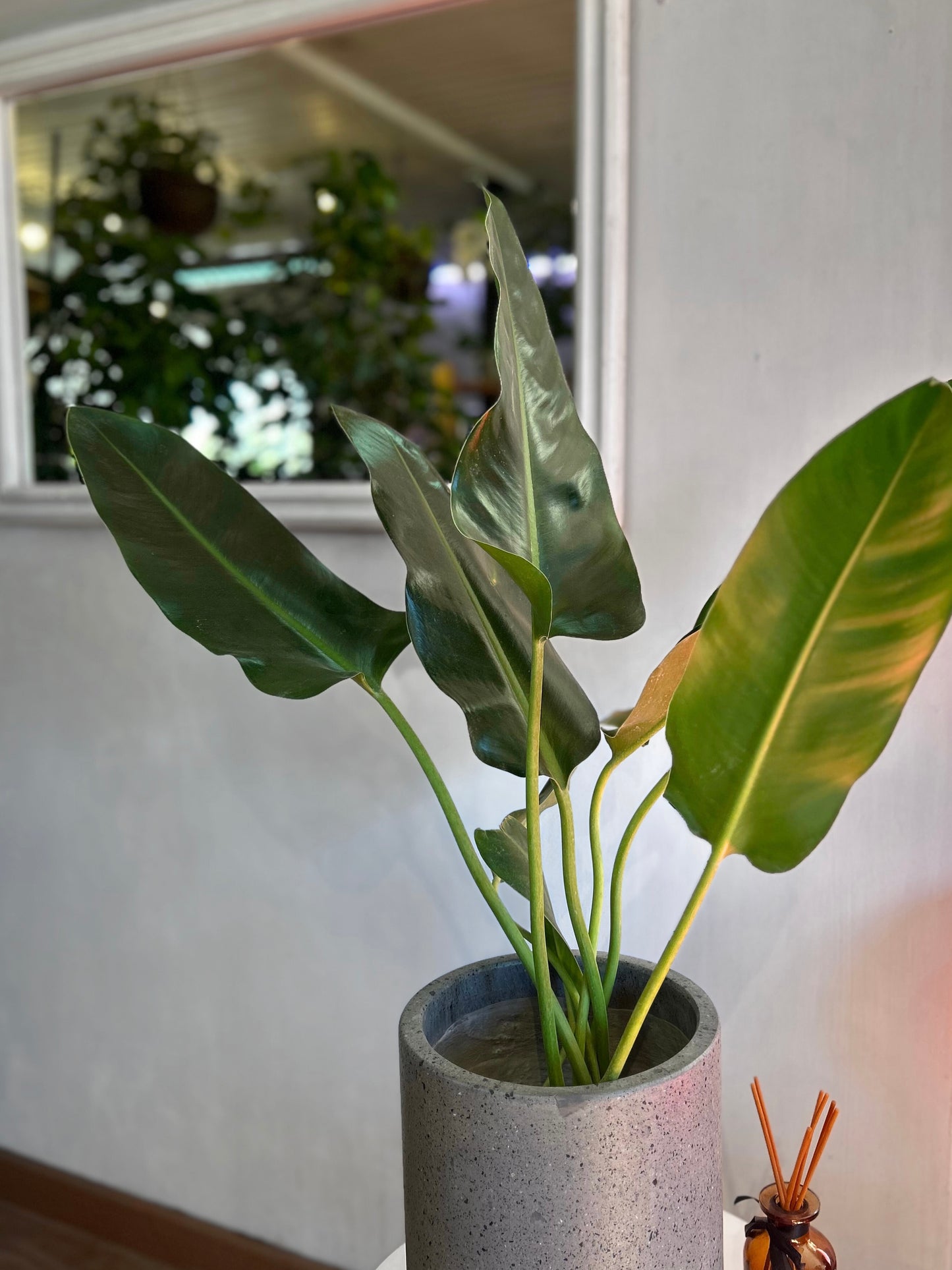 Filodendro Longifolio M