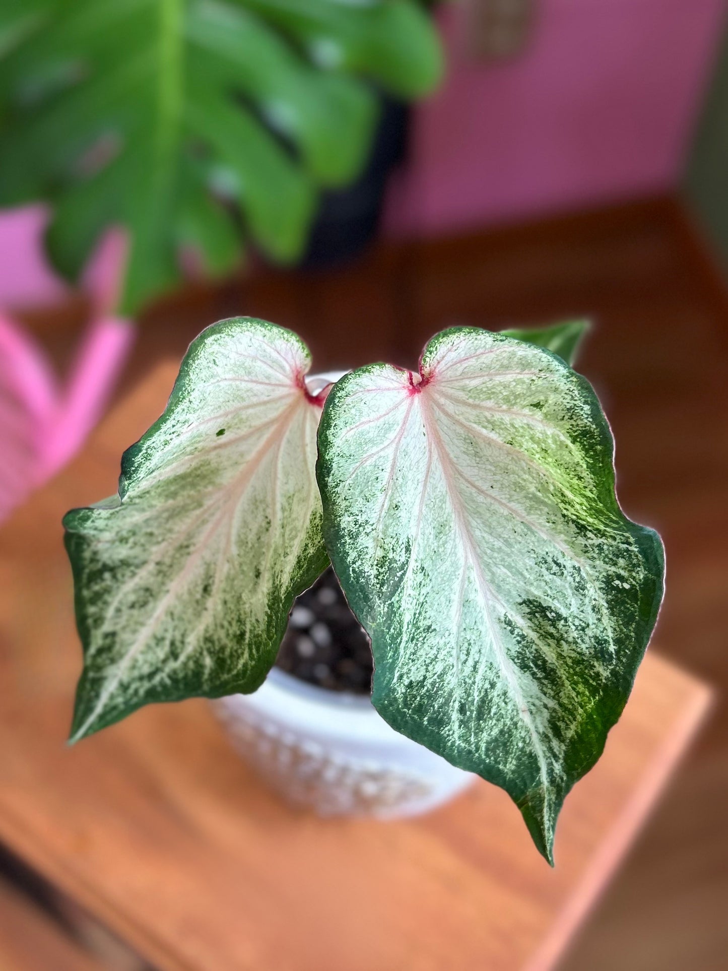 Caladium White Star