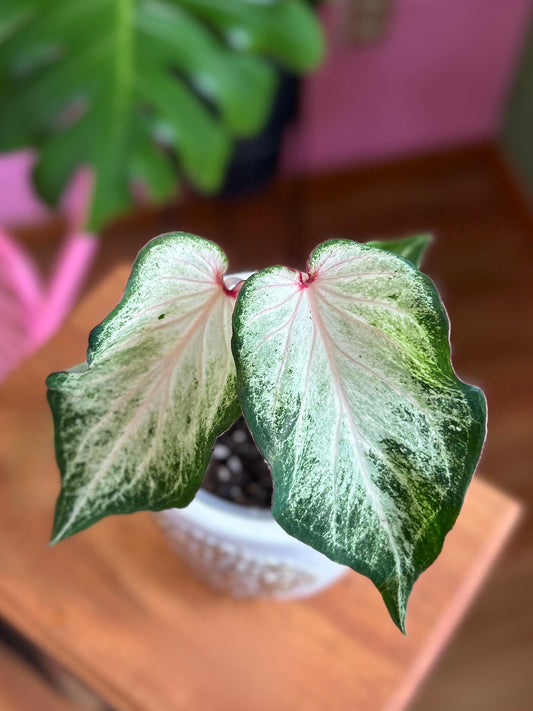 Caladium White Star