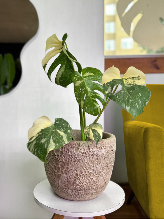 Monstera Thai Constellation L